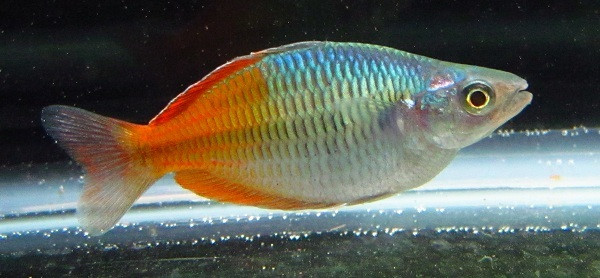 5 Boesemani Rainbow Fish