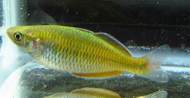 Boesemani Rainbow Female