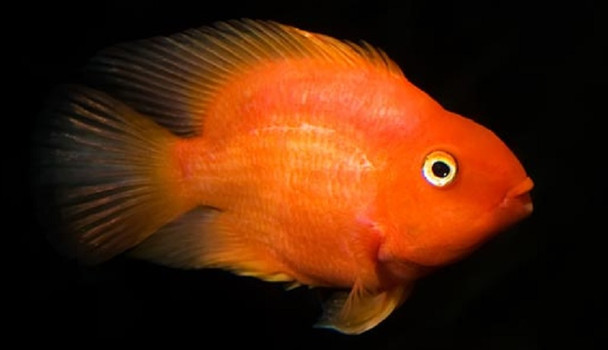 Orange Parrot Cichlid