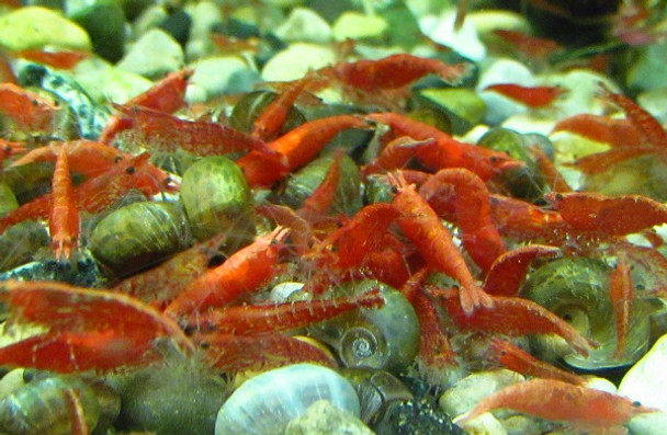 10 Cherry Red Shrimp TANK RAISED