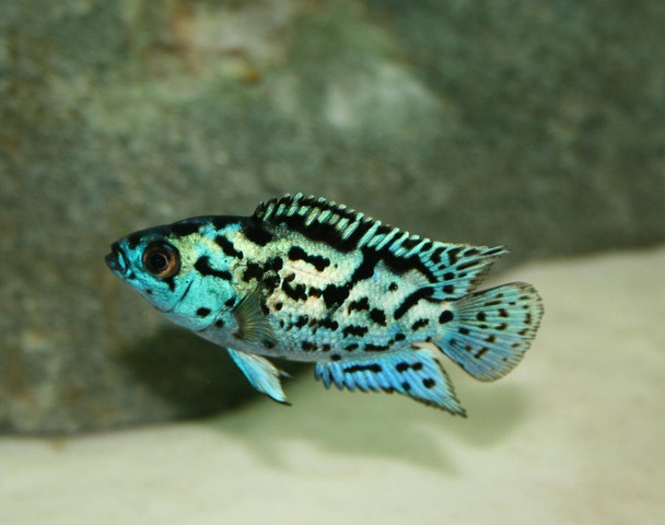 SMALL Electric Blue Jack Dempsey