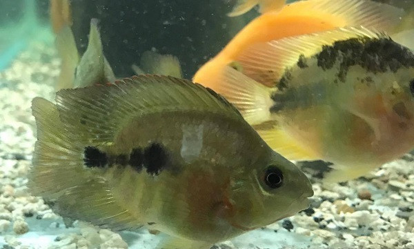 Parrot Cichlid