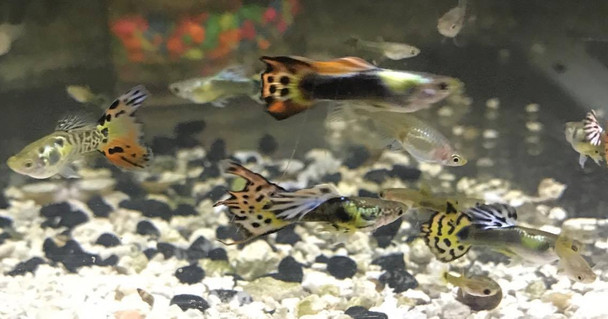 Flame Tail Guppy Male