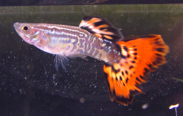 Male Red Cobra Guppy