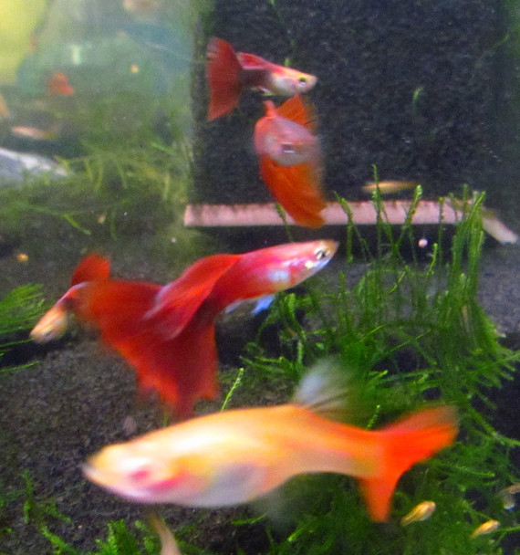 Red Guppy