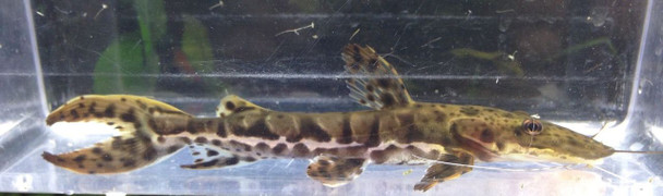 3-4" Tiger Shovelnose Catfish