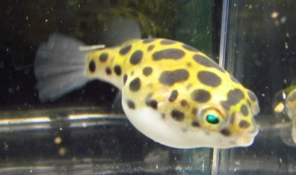 Leopard Puffer