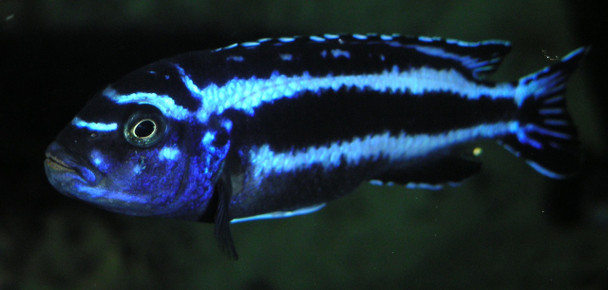 Maingano Cichlid (Melanochromis cyaneorhabdos) 