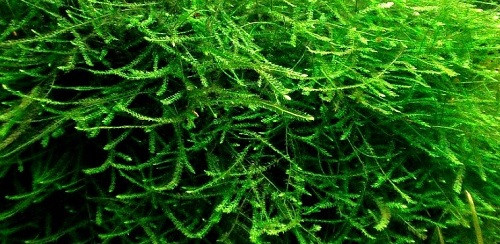 Java Moss High Quality