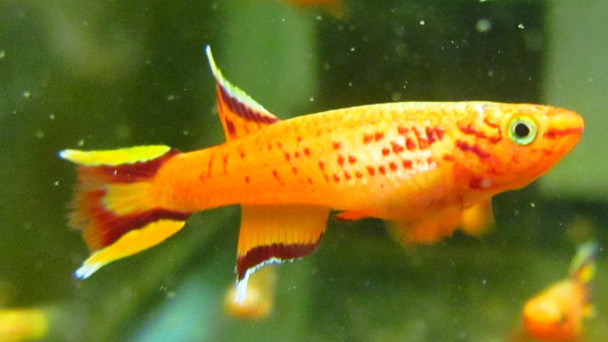 Aphyosemion Australe Lyretail Killifish Pair