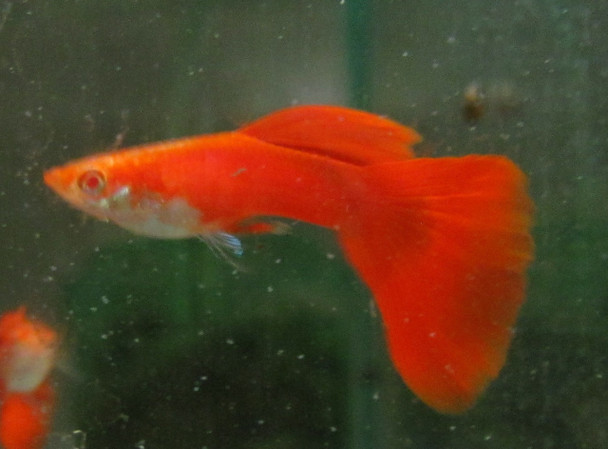 Albino Red Guppy Pair