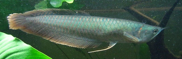 10" Silver Arowana