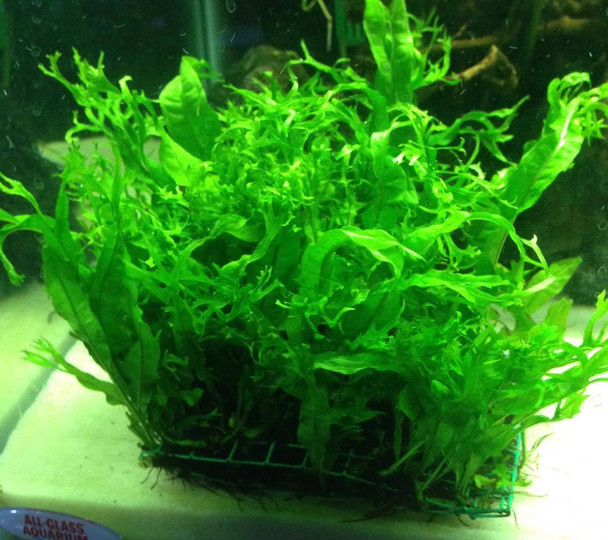 Java Fern Windelov 5x5 Pad 