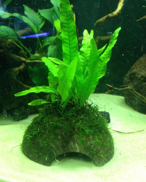Java Fern / Moss on Coconut Shell
