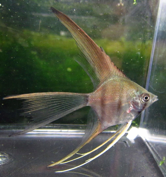 Silver Veil Angelfish