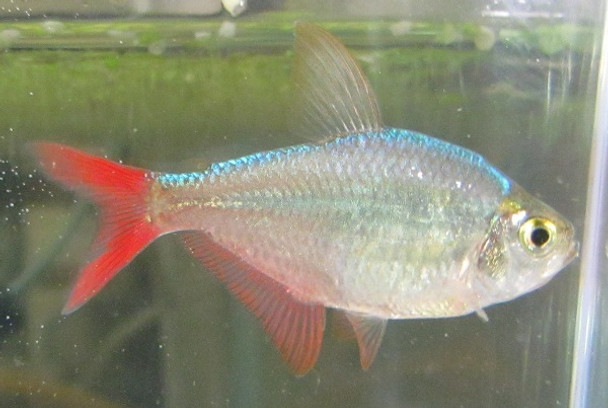 Red/Blue Colombian Tetra