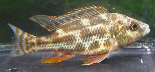 Nimbochromis Polystigma Cichlid