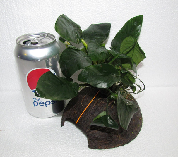 Anubias on Coconut Shell
