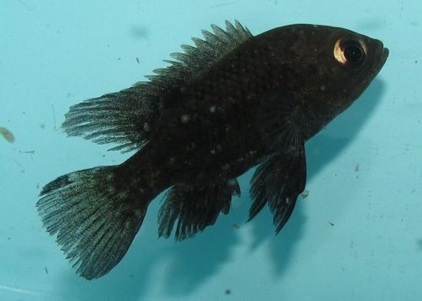 Paratilapia Polleni Cichlid