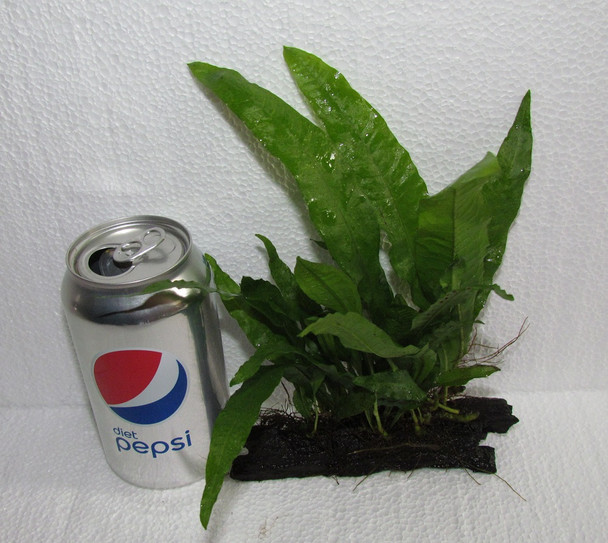 Java Fern on Driftwood