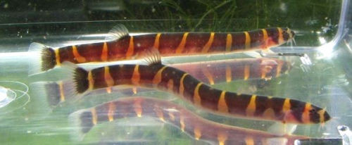 SMALL Striped Kuhli Loach