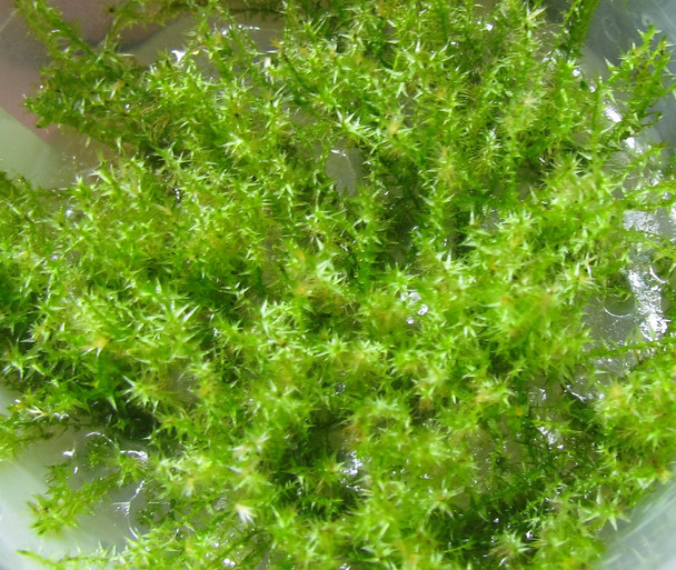 Stringy Moss Leptodictyum Riparium