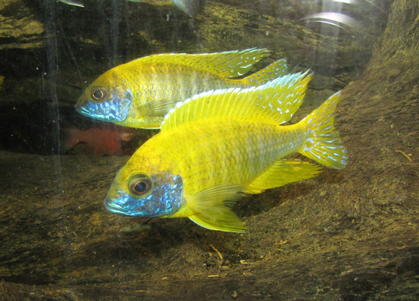 5" Male  Yellow  Peacock Cichlid 