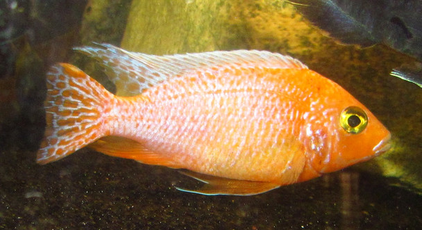 5" Light Orange  Peacock Cichlid 