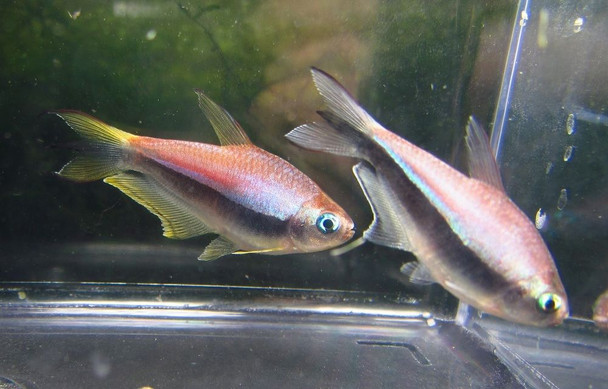 Emperor Tetra