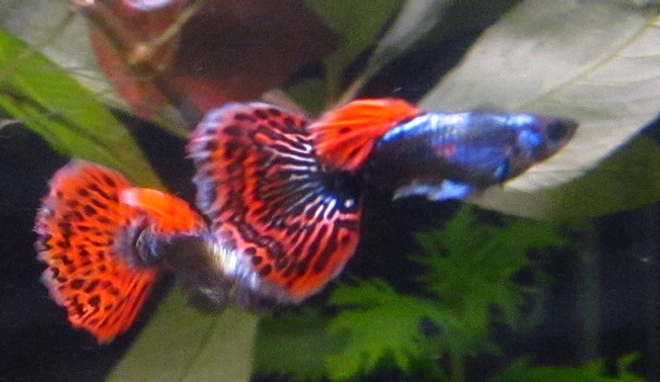 Pair Platinum Mosaic Dumbo Ear Guppy