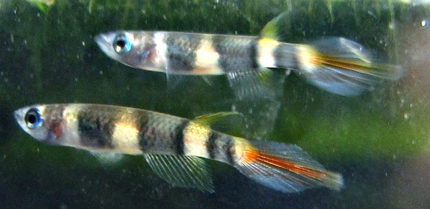 6 Clown Killifish