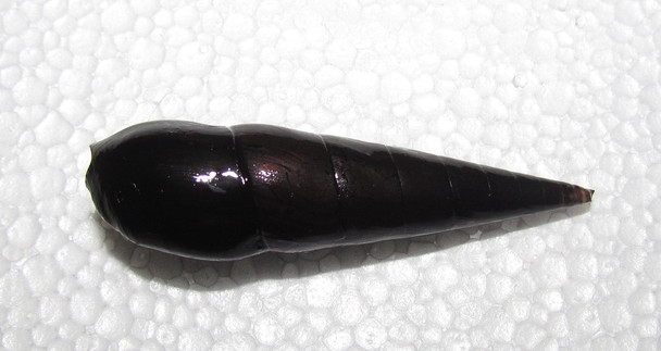 Black Devil Snail (Faunus ater)