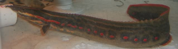 12" Fire Eel