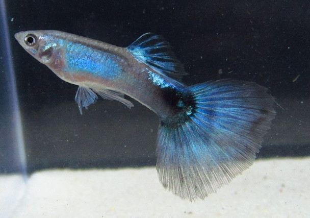 Blue Diamond Guppy Pair