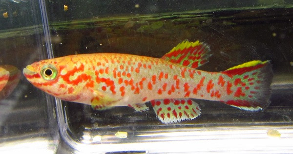 Pair Gardneri Killifish