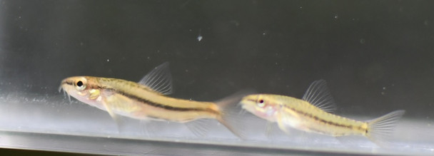 Dwarf Rosy Loach Nano Fish