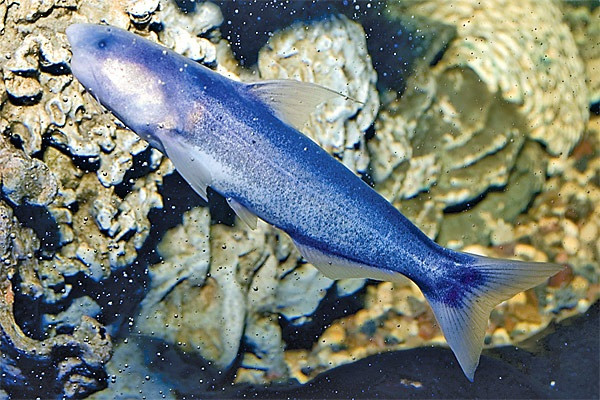 Blue Dolphin Catfish
