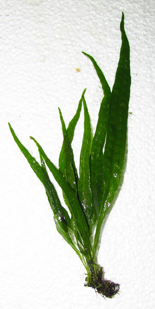 Java Fern Plant