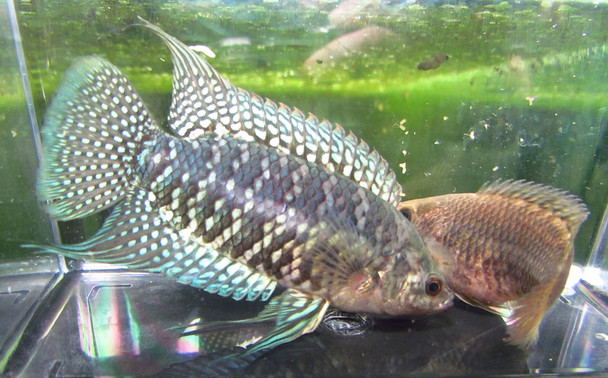 Blue Banded Bushfish