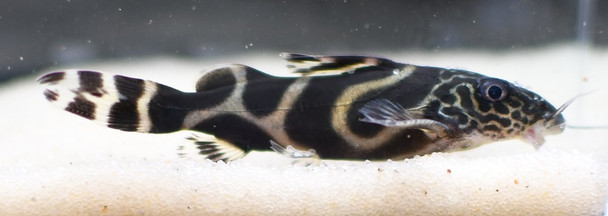 Synodontis Ornatipinnis