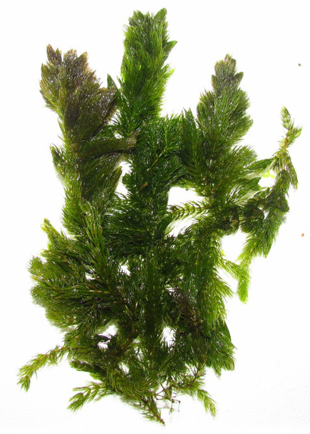 5 Stems Hornwort Floating Plant