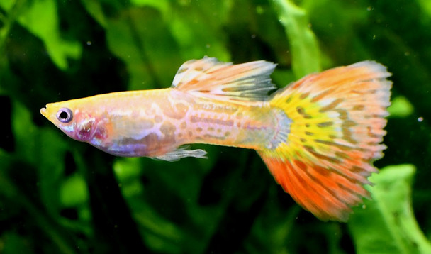 Male Pineapple Cobra Guppy