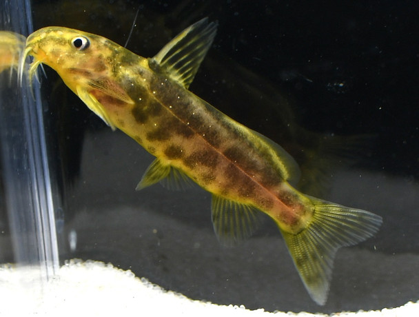 Synodontis Koensis