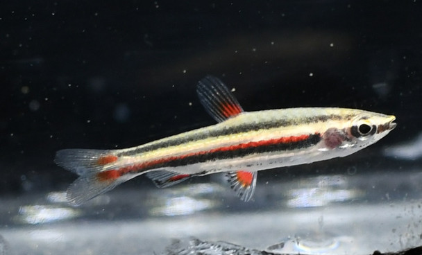 Dwarf Pencilfish Nannostomus Marginatus 