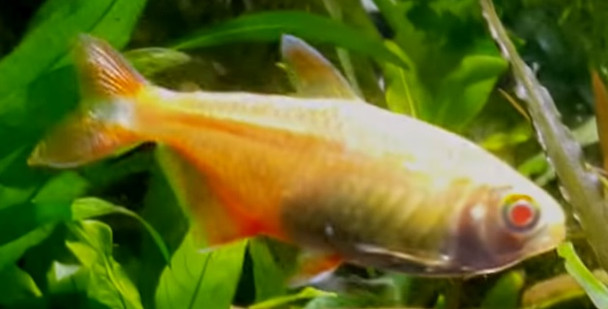 6 Albino Buenos Aires Tetra