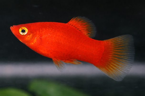 Red Platy