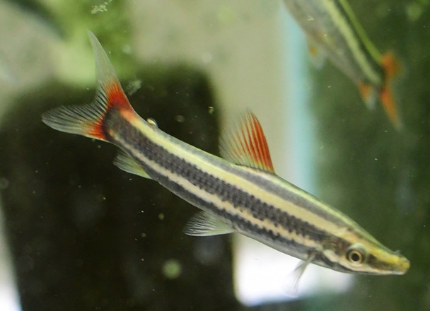 Anostomus Cigar Fish