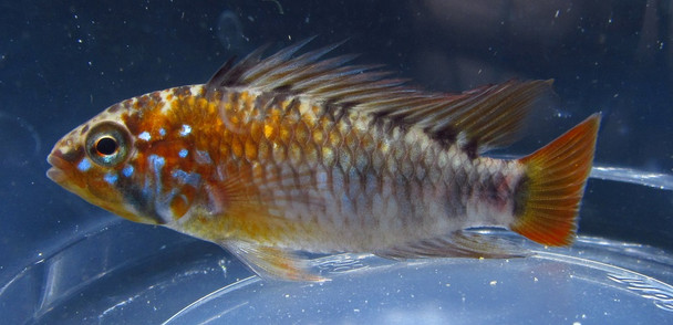 1 PAIR Apistogramma Macmasteri Red Shoulder