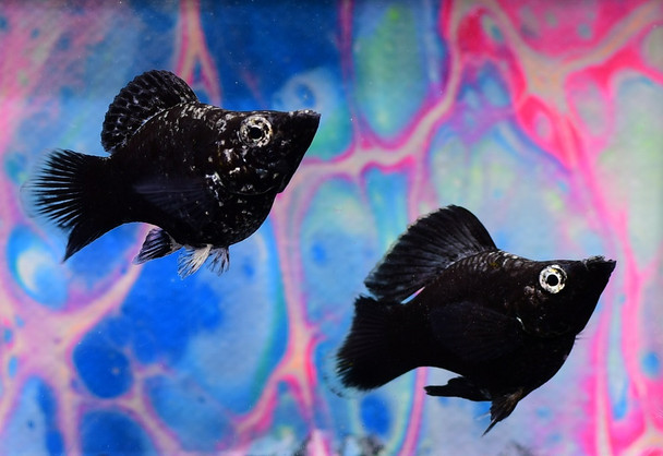 Black Marble Balloon Molly