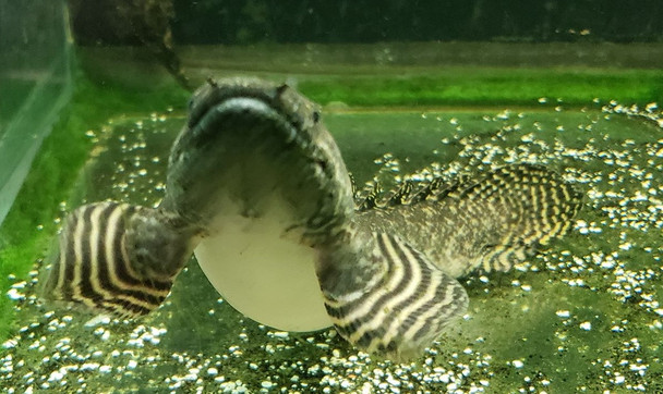 10" Orante Bichir